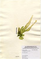 藏品(裂片石蓴)的圖片